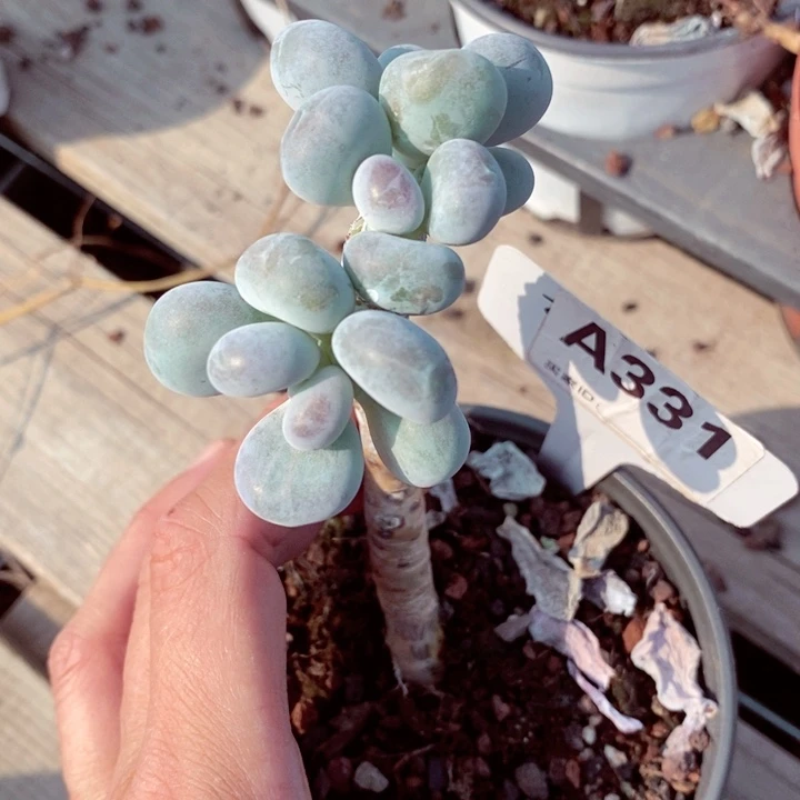 顺*･x g xz g h g f 331