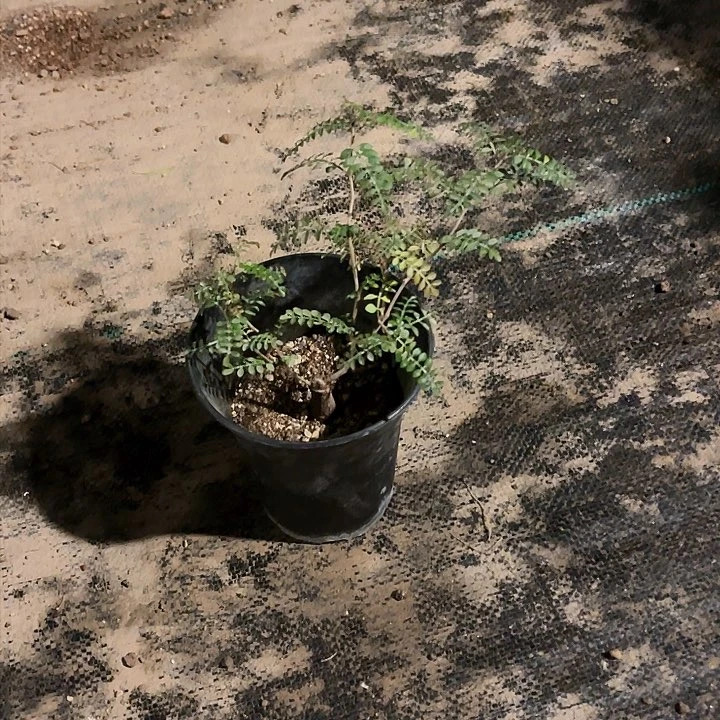 丹伊诗优选多肉植物