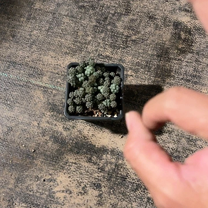 满38包邮，2天凑单，不足38运费不退哦