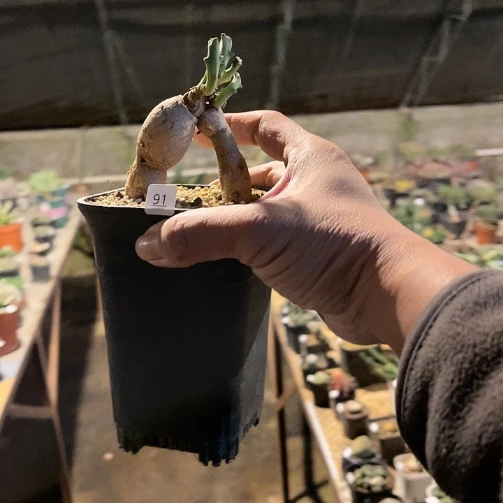 满38包邮，2天凑单，不足38运费不退哦