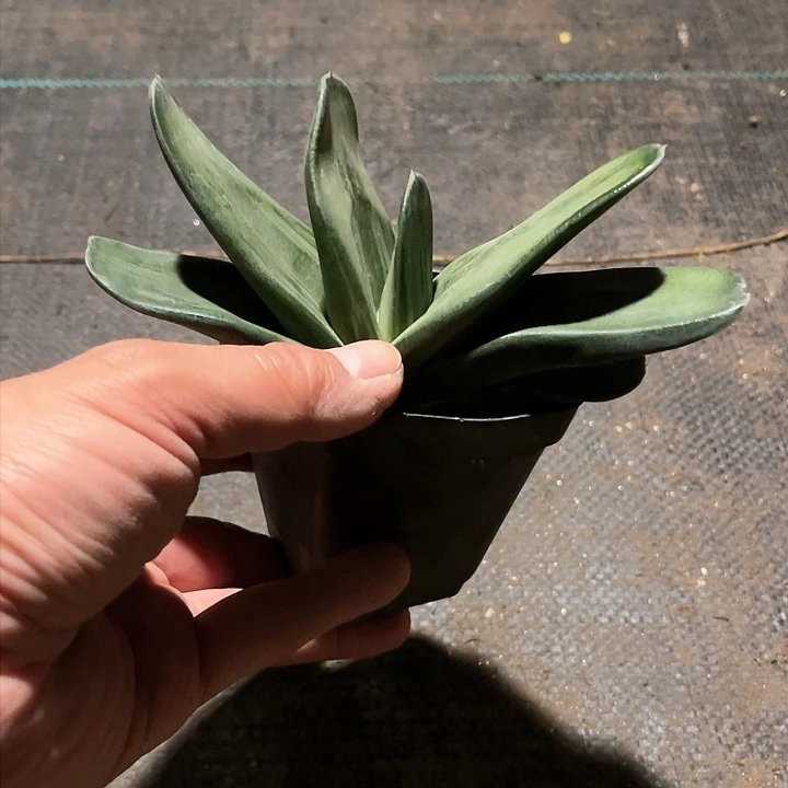 丹伊诗优选多肉多肉