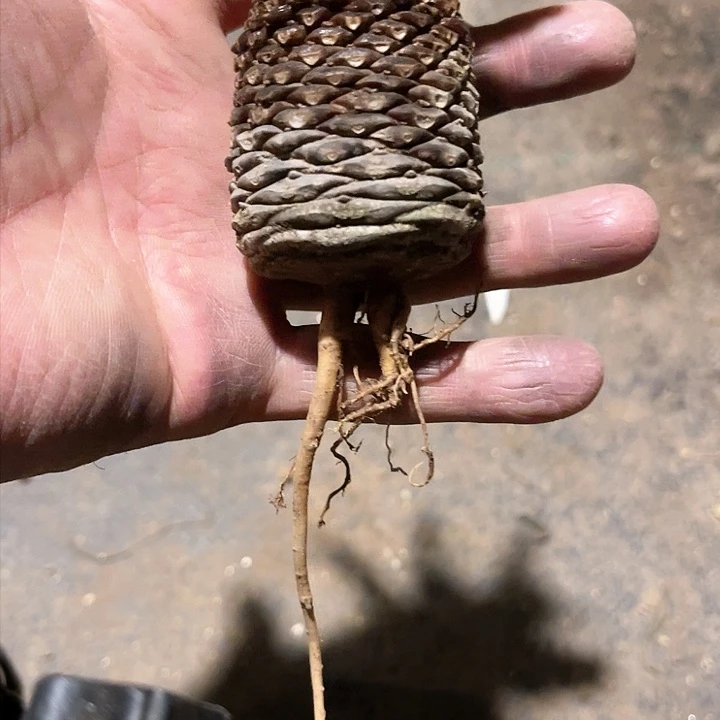 多肉植物康*平铁甲麒麟