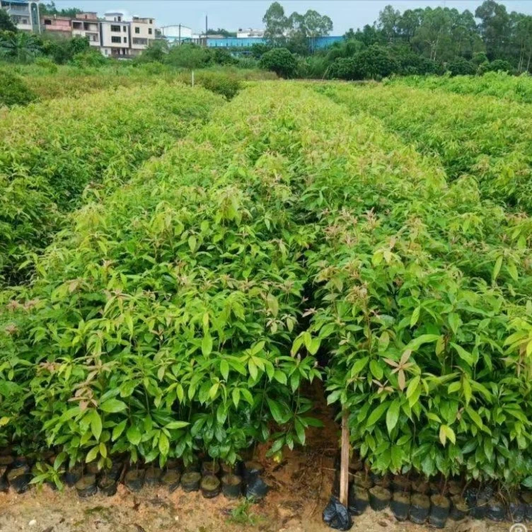 金丝楠木树苗 种子 大苗小苗小叶桢楠室外庭院绿植四季常青
