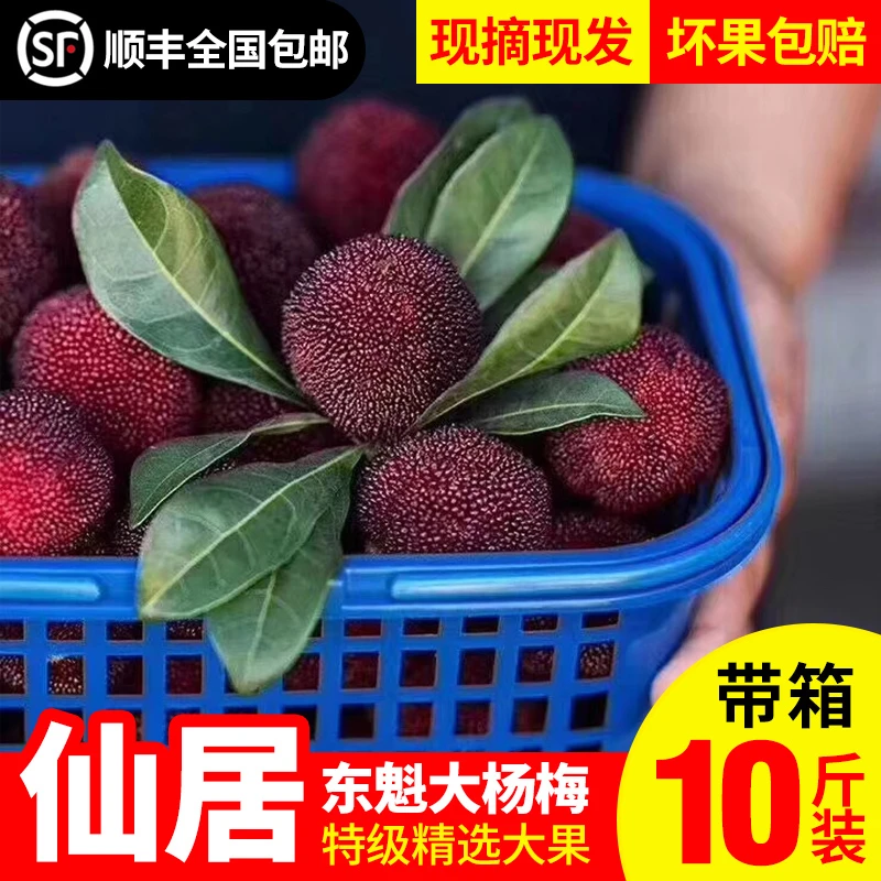 顺丰高山6A礼盒装高山仙居东魁杨梅现摘现发优质鲜果孕妇优质水果