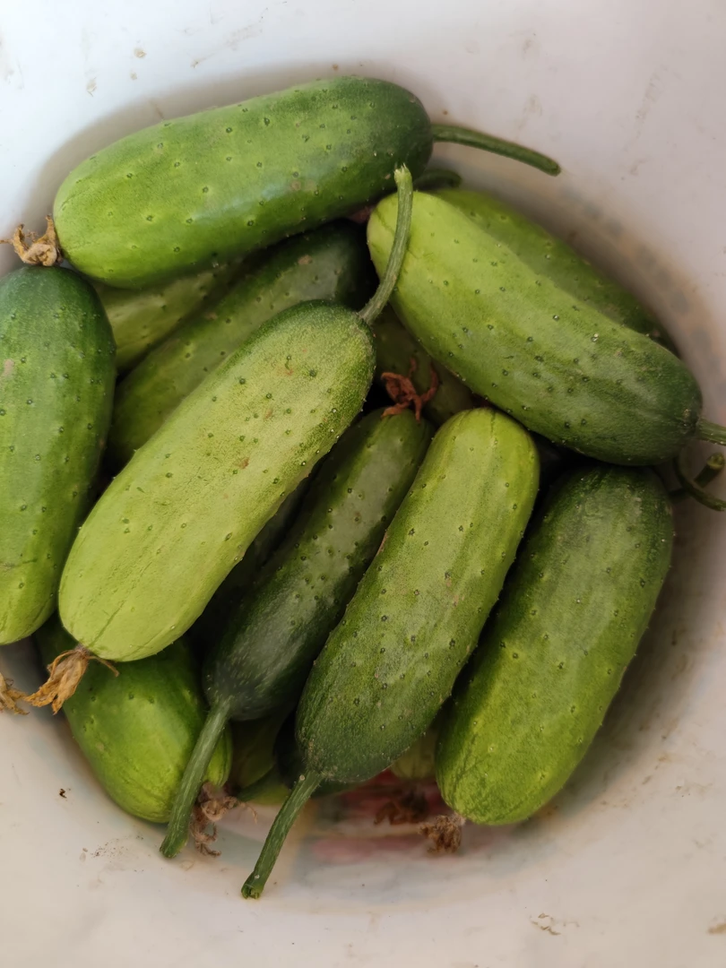 沙湾土黄瓜五斤包邮