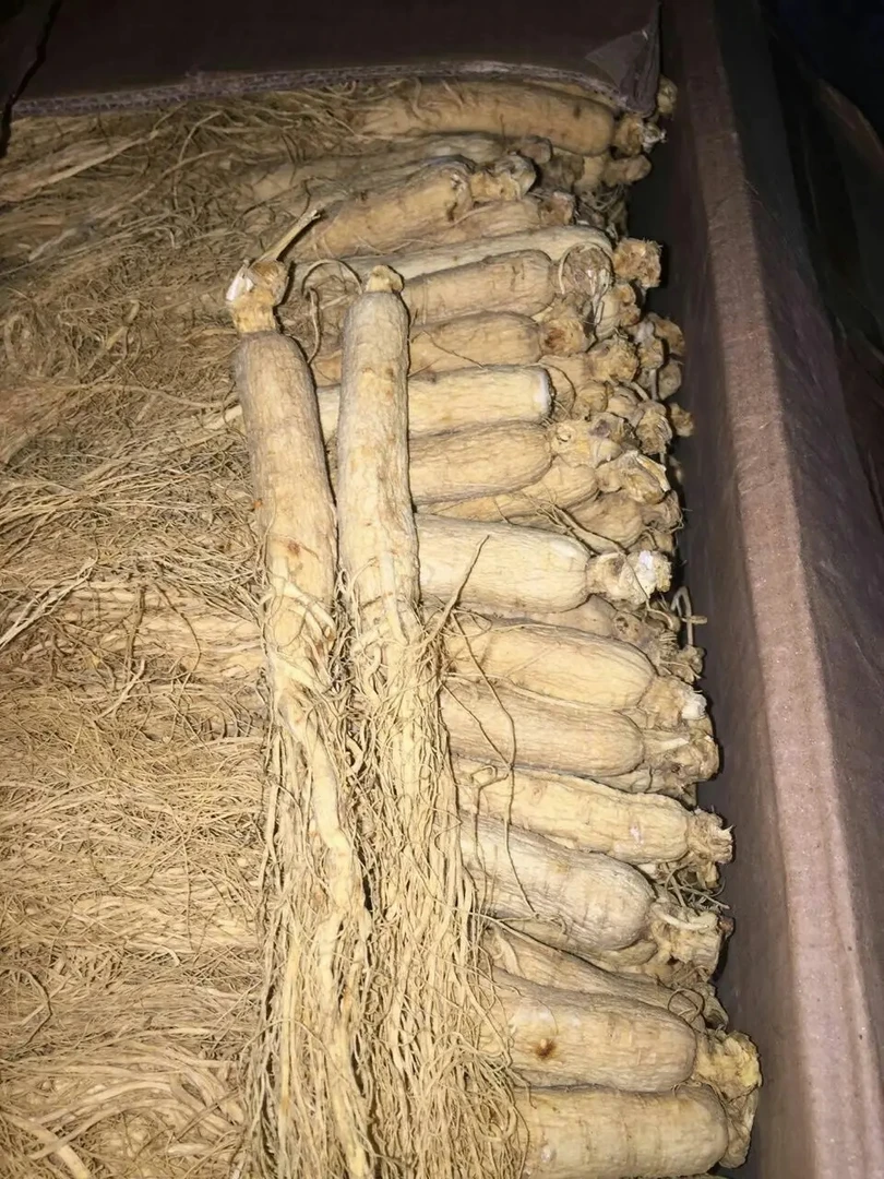 吉林长白山圆子参老参