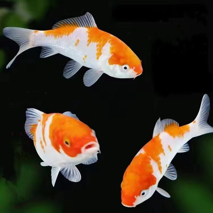 锦鲤观赏鱼三色大正秋翠红龙耐活好养