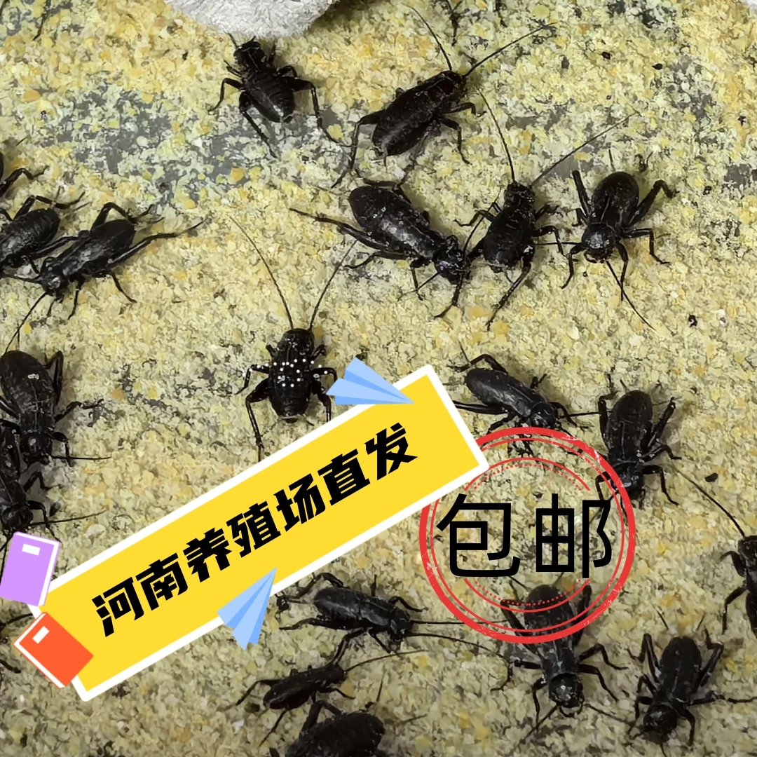 现货大亚油葫芦蛐蛐守宫鬃狮蜥蜴树蛙角蛙姥爷蛙爬宠带翅膀黑蟋蟀