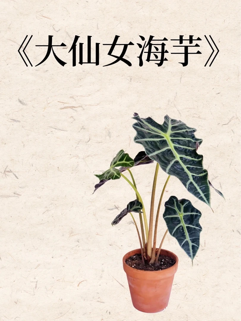 {大仙女海芋}室内好养耐旱观叶绿植桌面盆栽