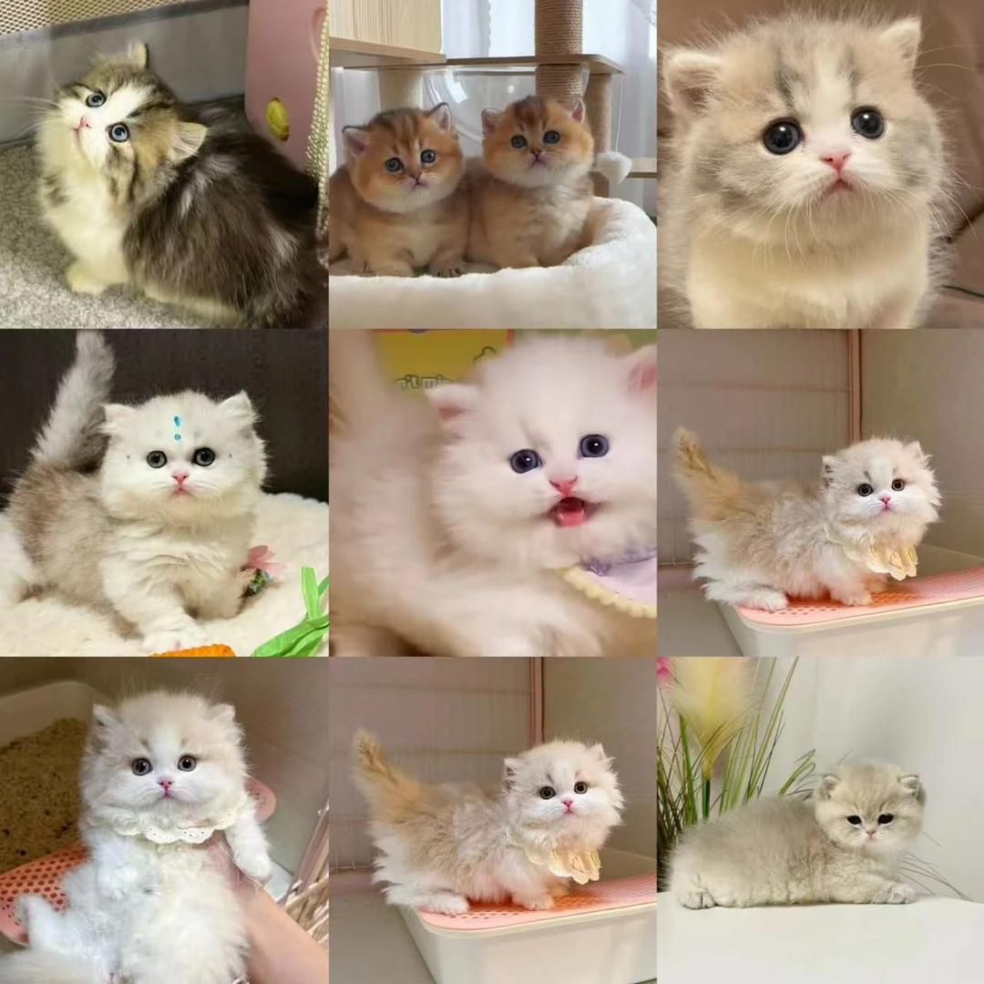 馋猫猫舍活体猫咪全款链接