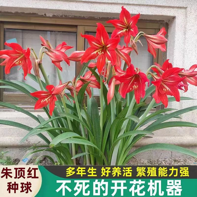 朱顶红室内花卉四季盆栽庭院种子百合叶子精选低温易活种植绿植