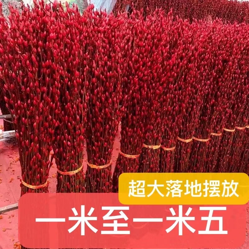 1米至1.5米红色银柳干花真花年宵花客厅摆放装饰花染色新鲜枝条