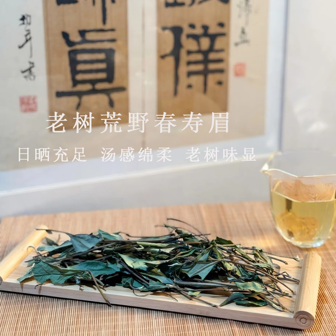 福鼎白茶三年陈老树荒野寿眉茶叶散茶旷野九巡