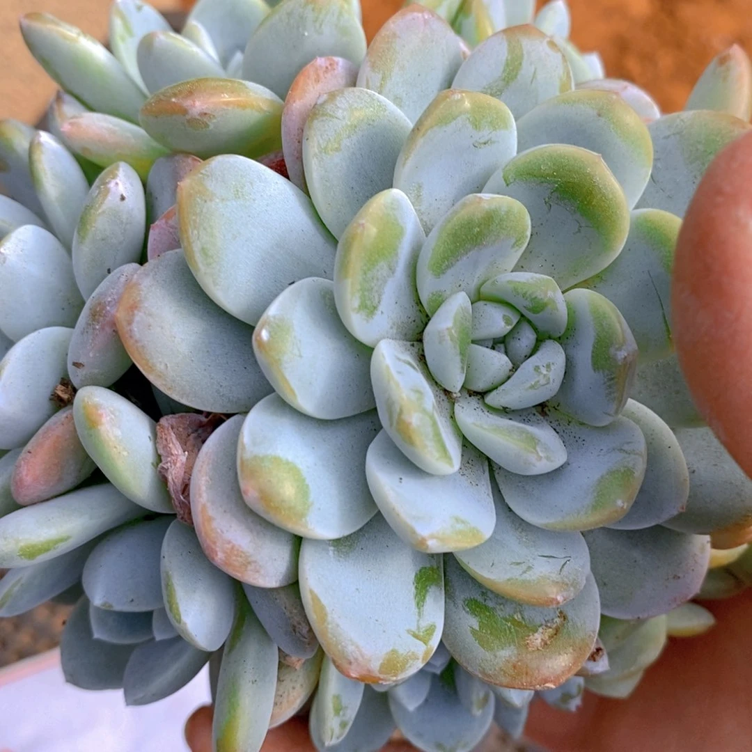 烈***肉微瑕不售后福利一物一拍