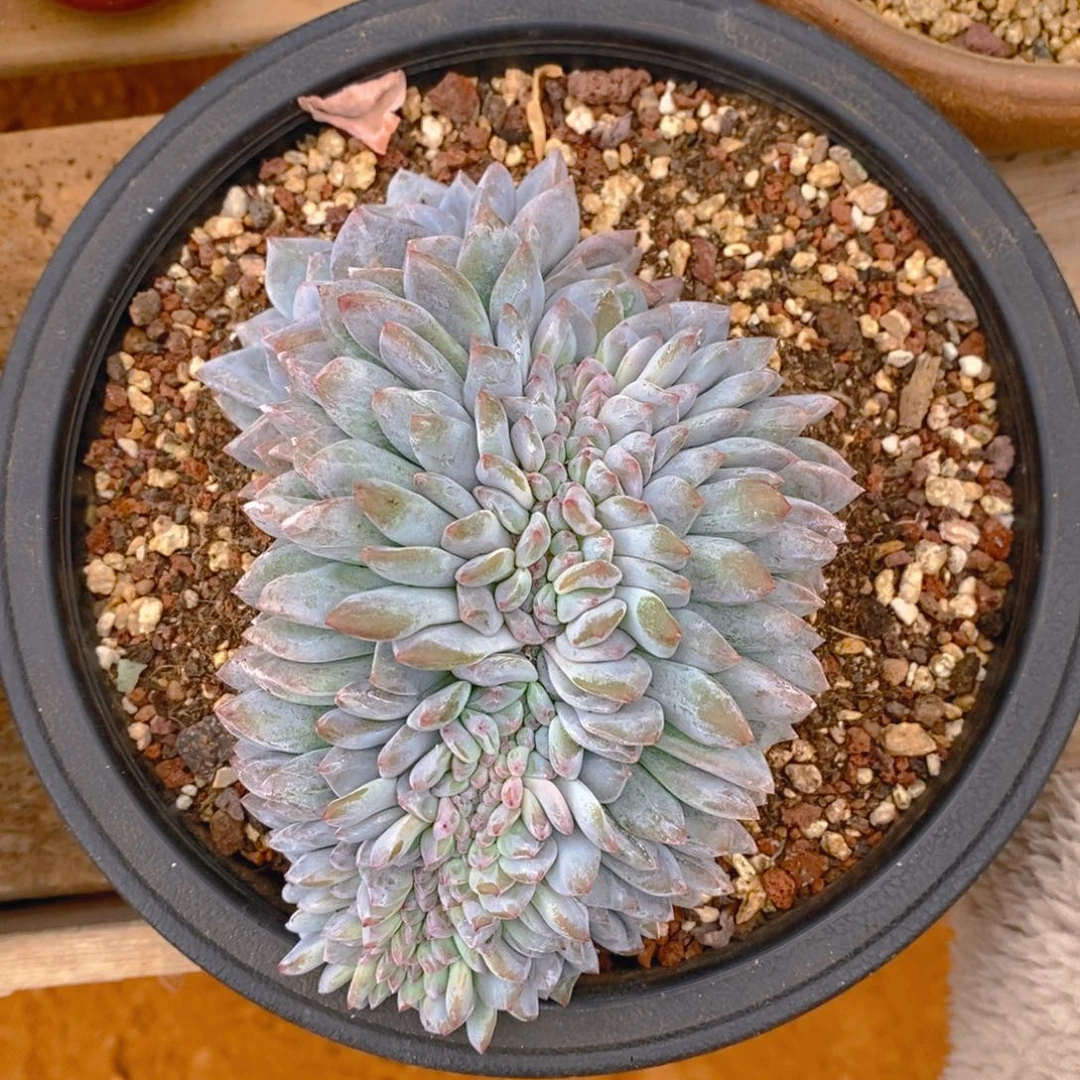 马*大精控橙子缀化哈哈哈哈哈哈