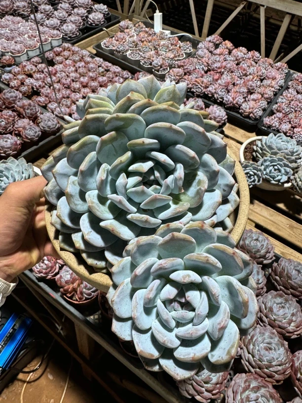 星影250杯无砍整群