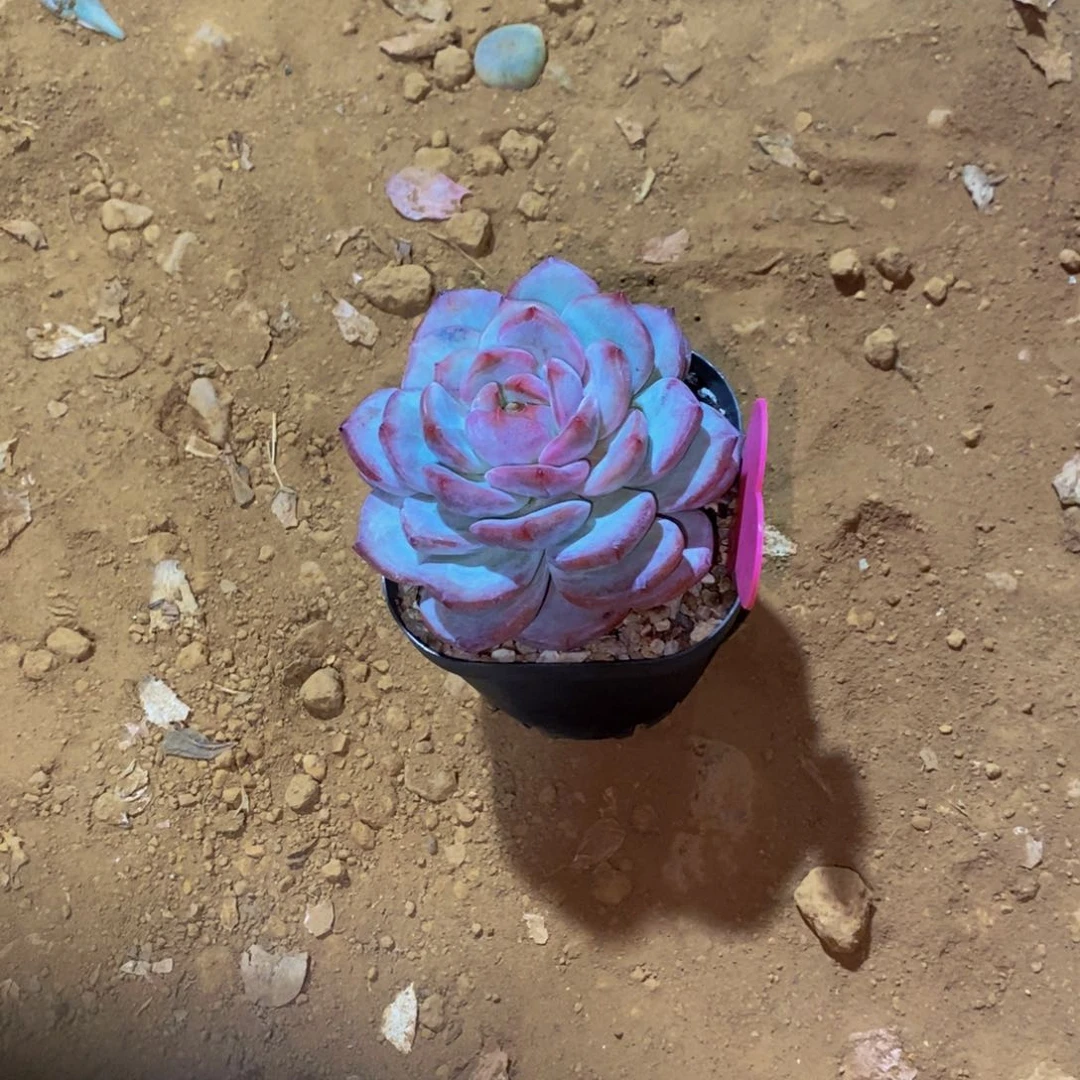 M****学星影二代不退不换