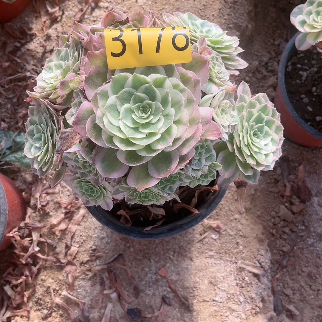 3178海王多肉植物