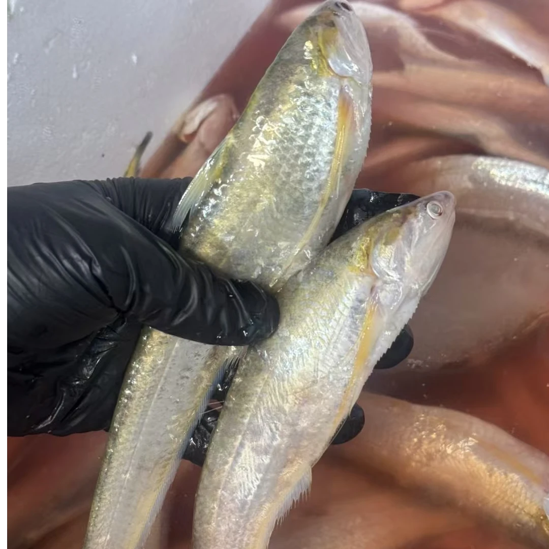 东海近海捕捞-冰鲜精品海刀鱼-顺丰冷链