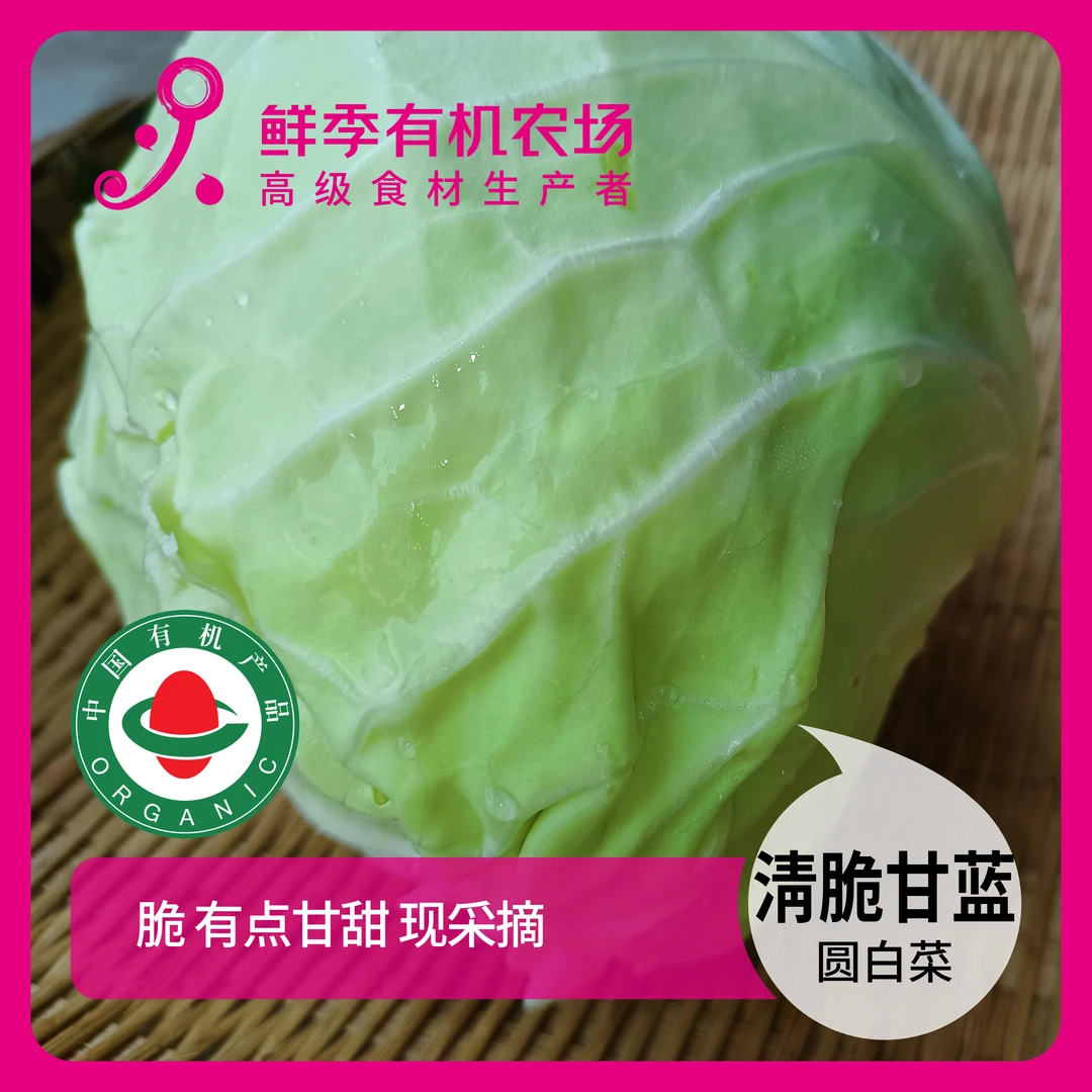 鲜季全自产 有机清甜甘蓝 整颗 500克左右 现采 顺丰