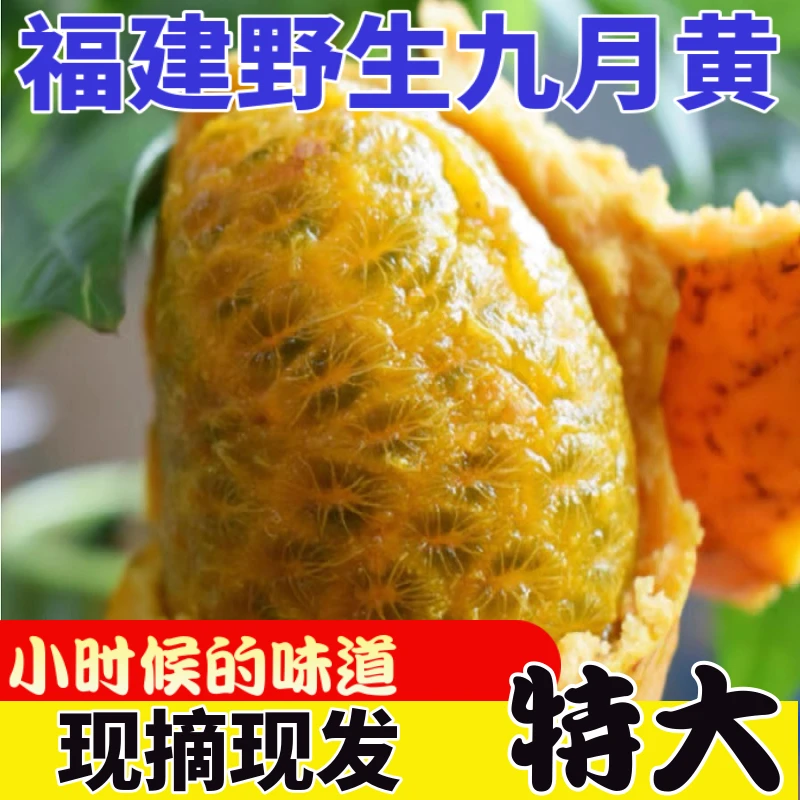 【榜样兄弟推荐】九月黄野生新鲜野果网红水果野香蕉木通果罕见水果
