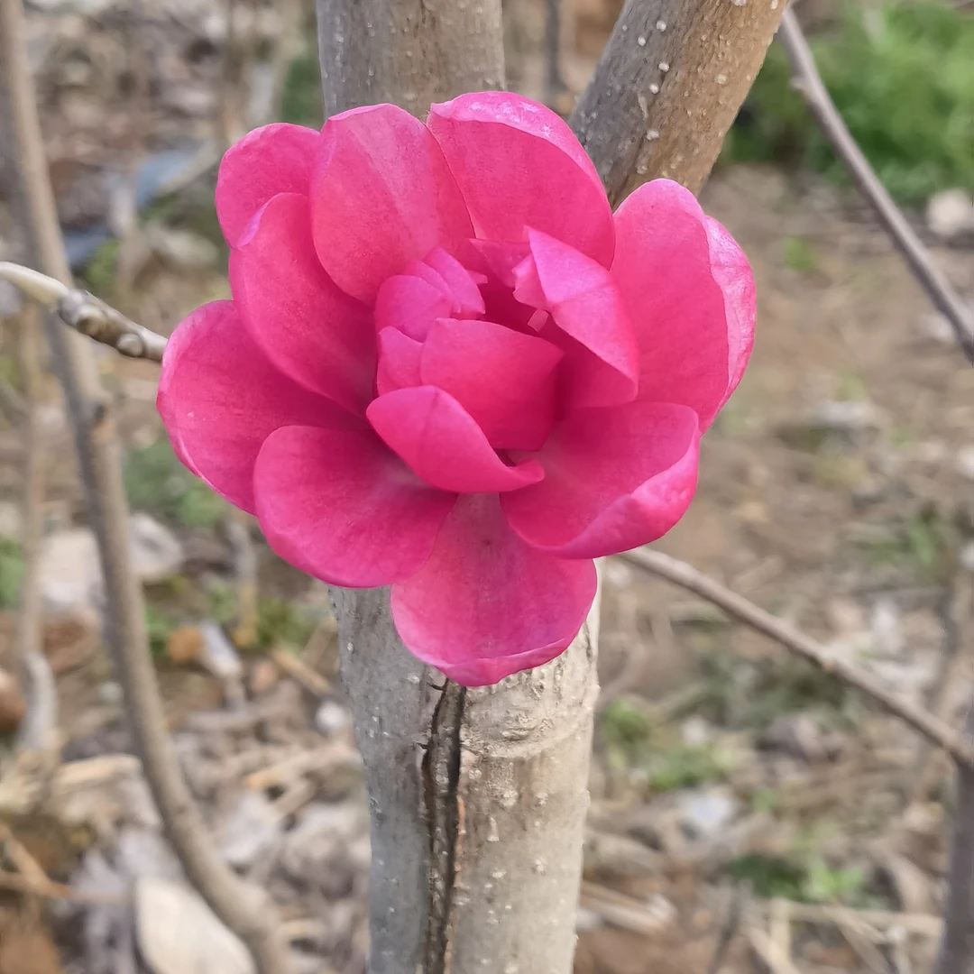 新品种玉兰花多季开花玉兰树苗