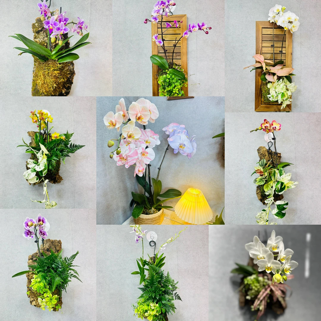 蝴蝶兰 趣味组合板植室内墙面垂挂装饰多年生绿植盆栽章鱼种花