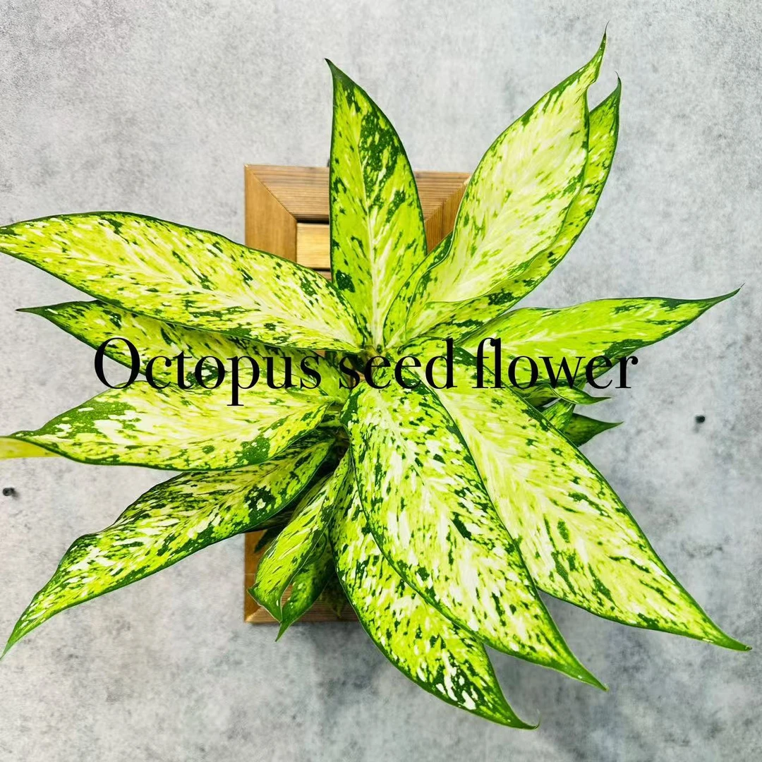 黄金宝玉万年青  阳台 客厅 耐阴好养观叶植物净化空气 章鱼种花