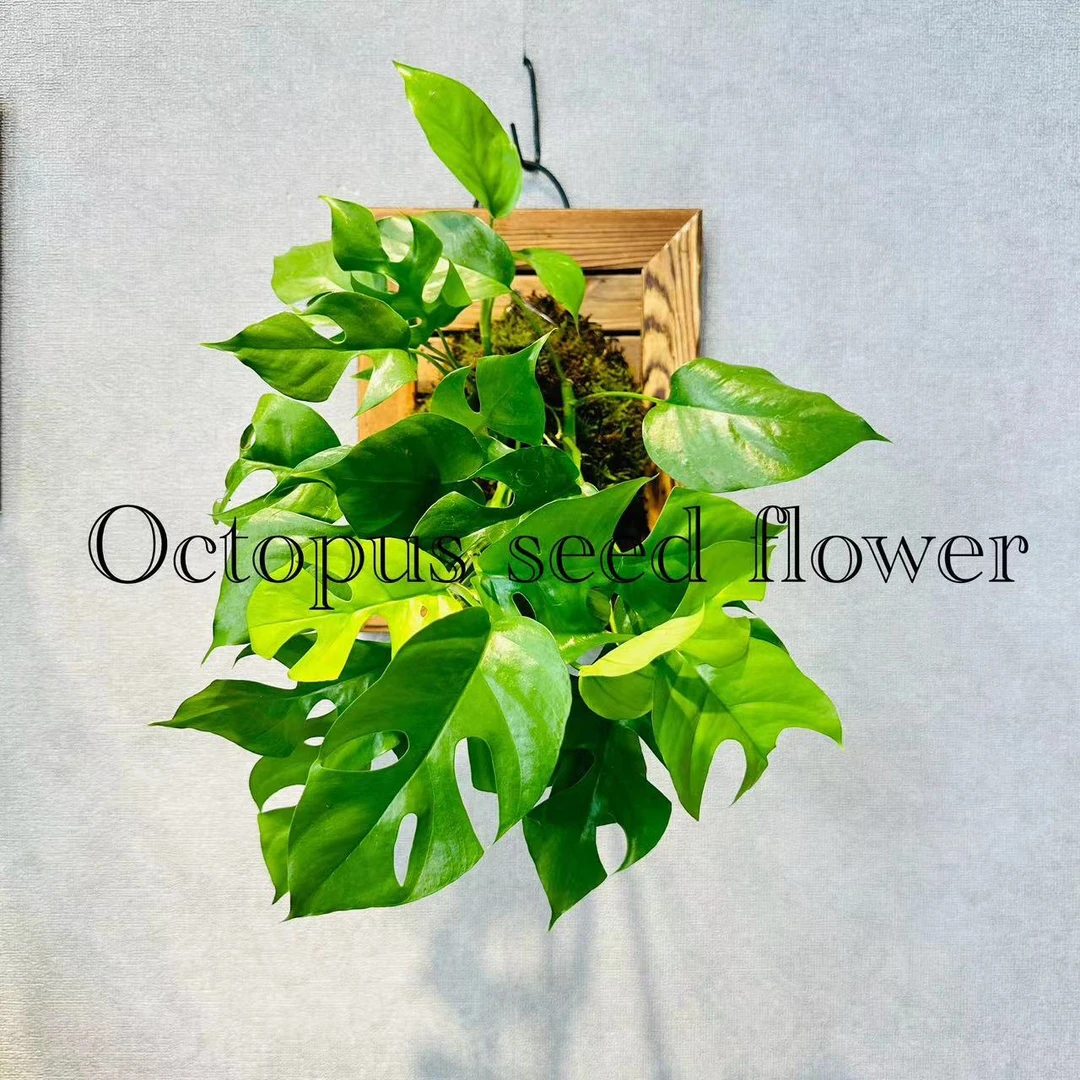 姬龟背  好养室内装饰花园垂吊绿植盆栽多年生植物#星花怒放