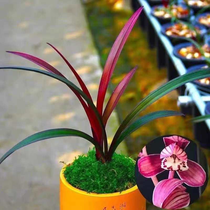 【网红草】正品稀有建兰-名贵兰花6-11月开花清香