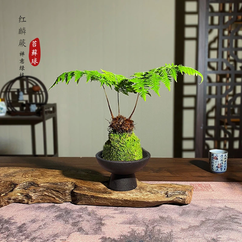 【宏展】红麟蕨苔藓球新中式 一叶禅意耐阴好养微景