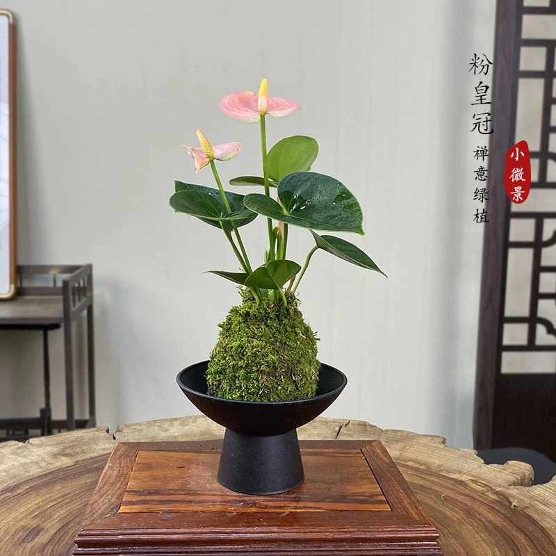 【宏展】灵动彩掌苔藓球小娇红掌（带花）新中式四季开花