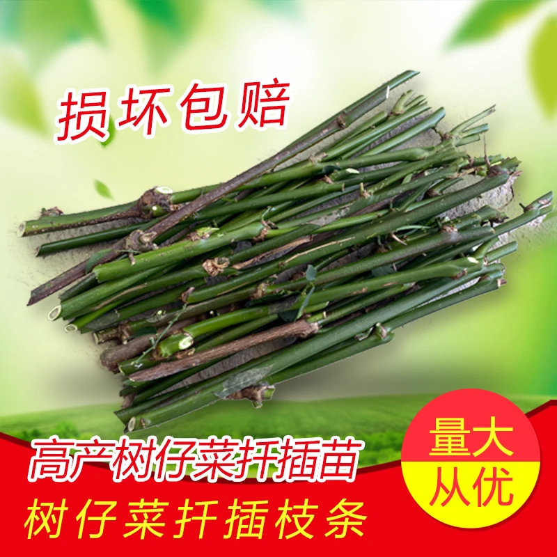 天绿香扦插苗树仔苗天绿香苗守宫木苗海南树仔苗