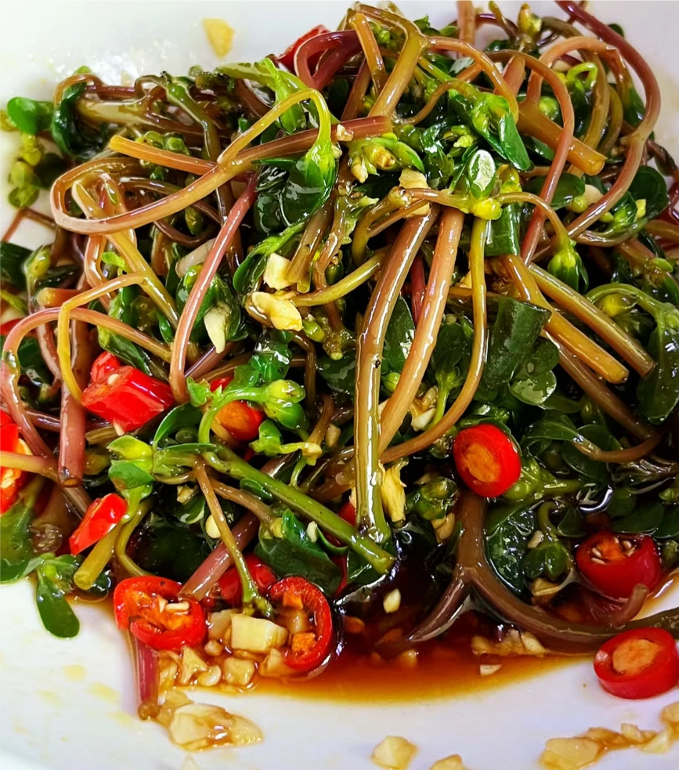 野生马齿苋 又名长寿菜，做菜做馅都适合