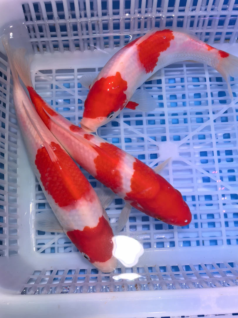 【红白大正锦鲤福利】15-18公分红白锦鲤鱼观赏淡水鱼红白3条