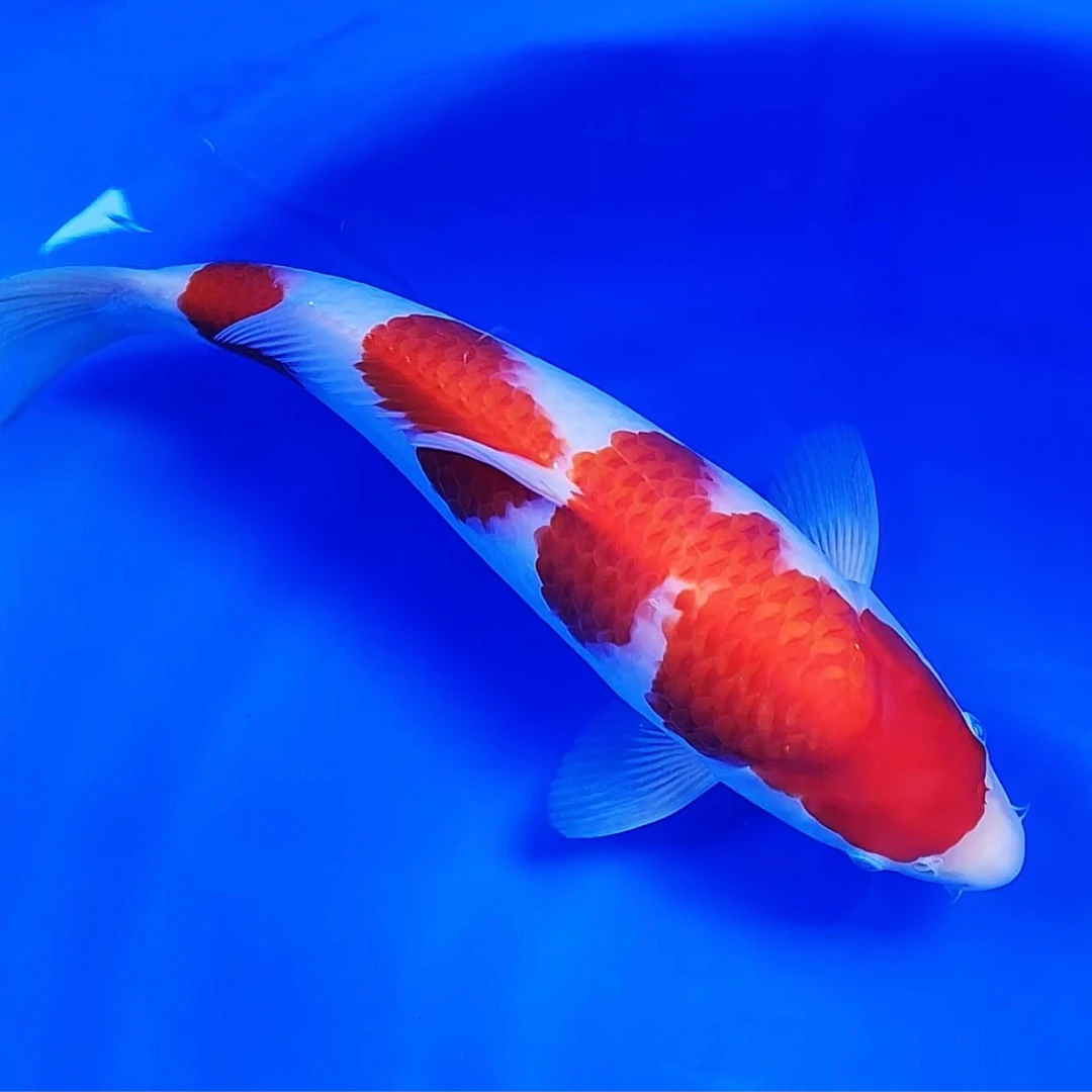 专注于锦鲤的直播间3（一物一拍，以直播实物为准）