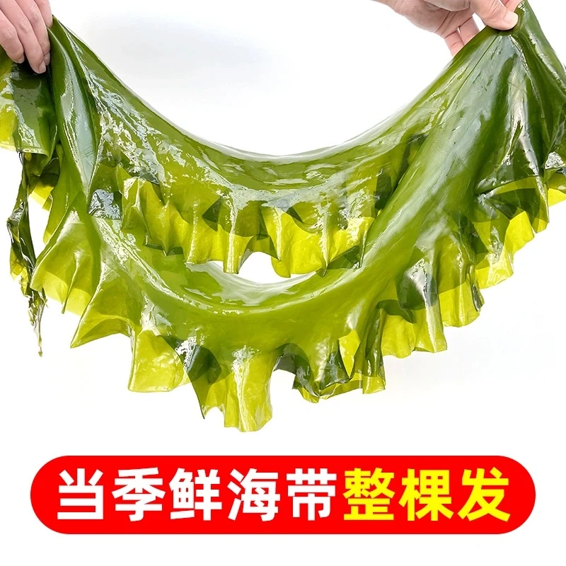 5斤大连头茬优质整颗嫩海带，包饭包