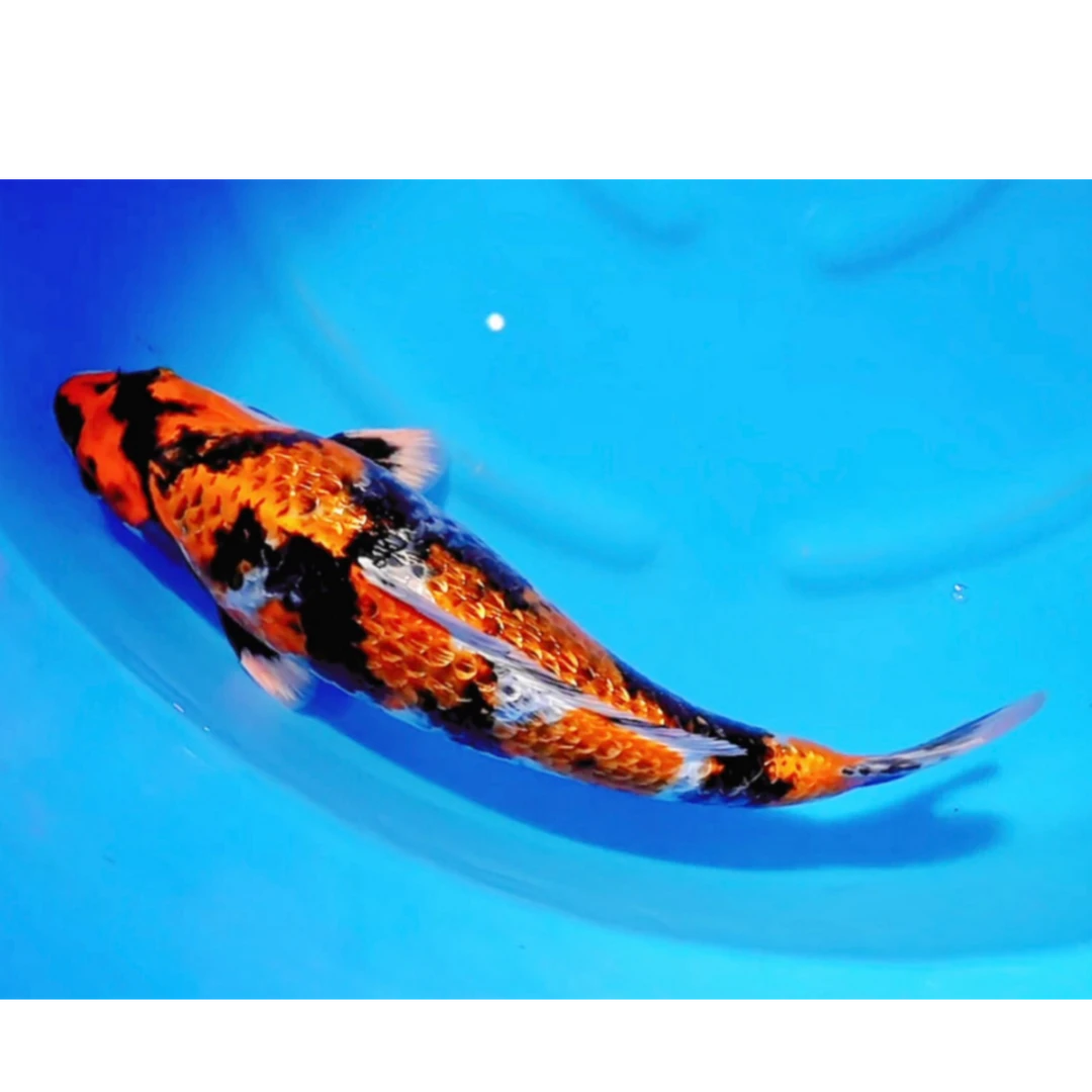 小西社长亲选留养级金昭和 （全国包邮）