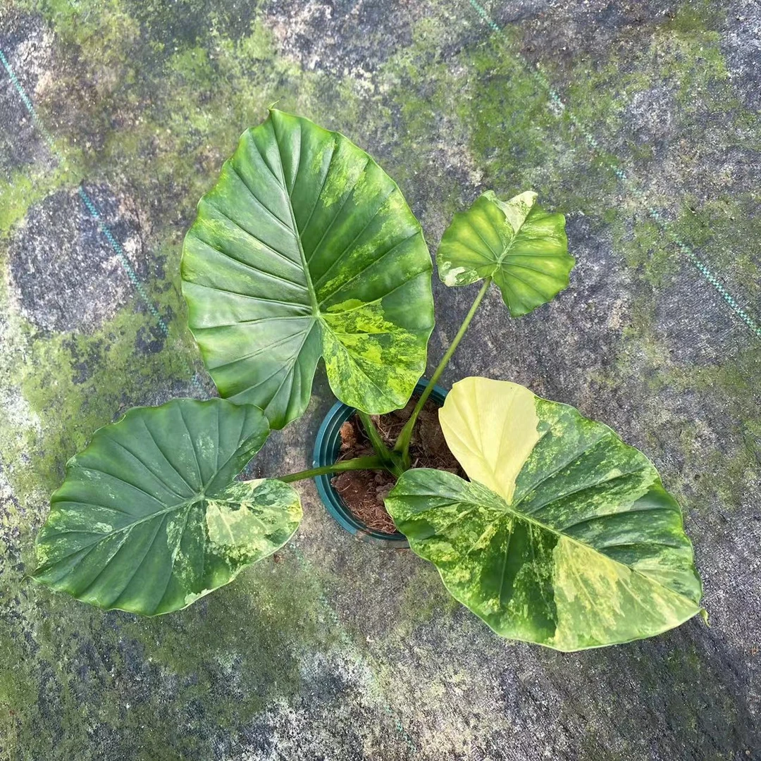 黄金象耳芋室内观叶植物网红ins风（不包叶损）