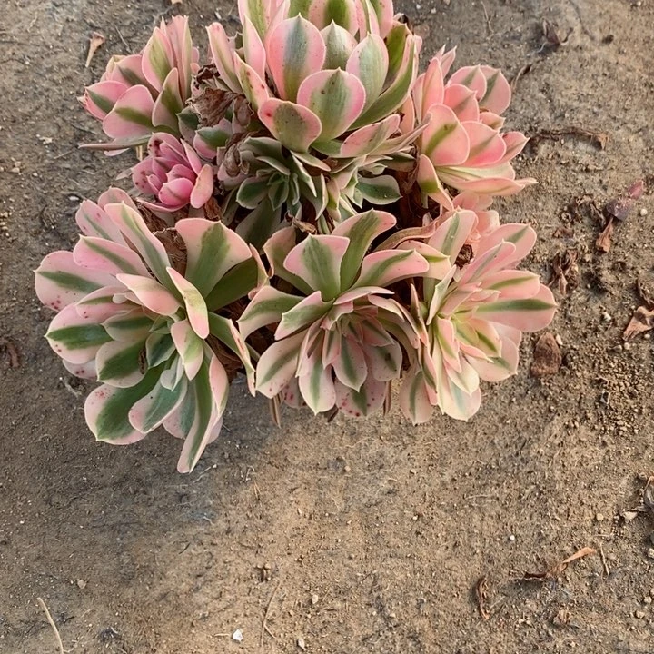 温****】                 粉