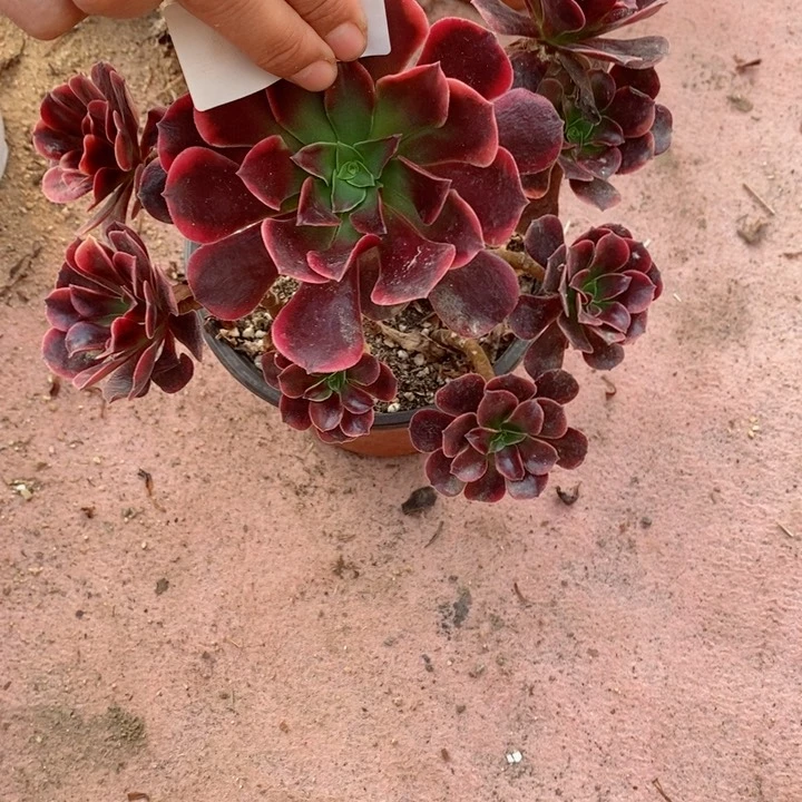 潇**洒                     41