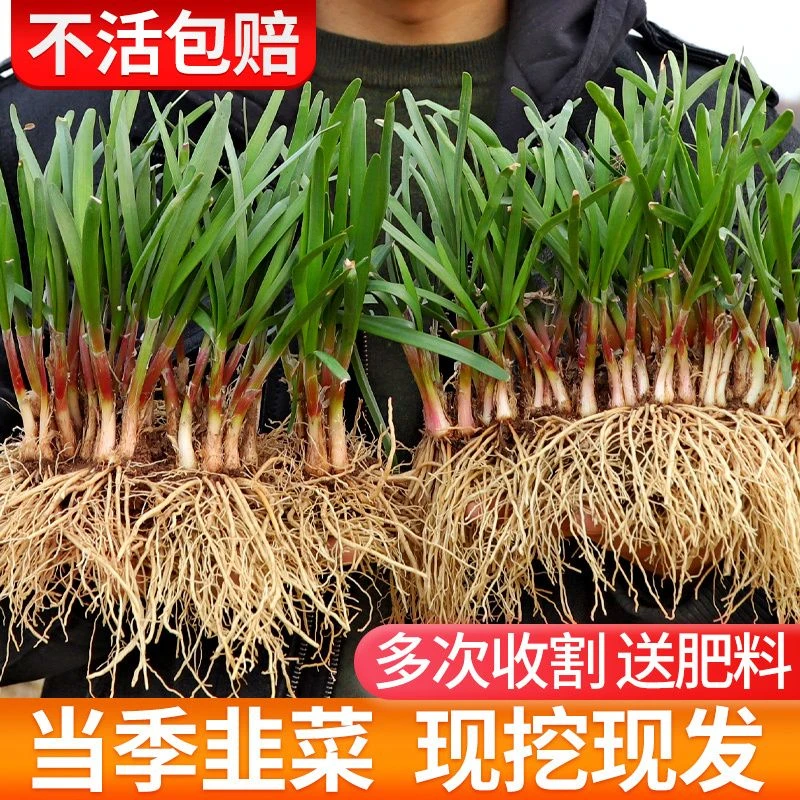 韭菜根苗紫根红根韭菜根四季新鲜蔬菜苗种籽种孑大叶韭菜种子盆栽