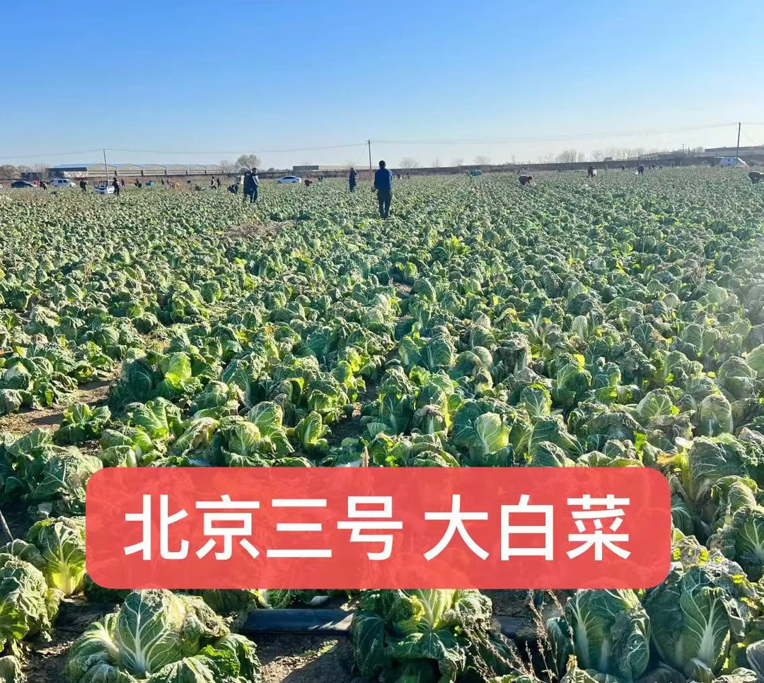 冬天快乐!北京三号冬储大白菜现拔现发