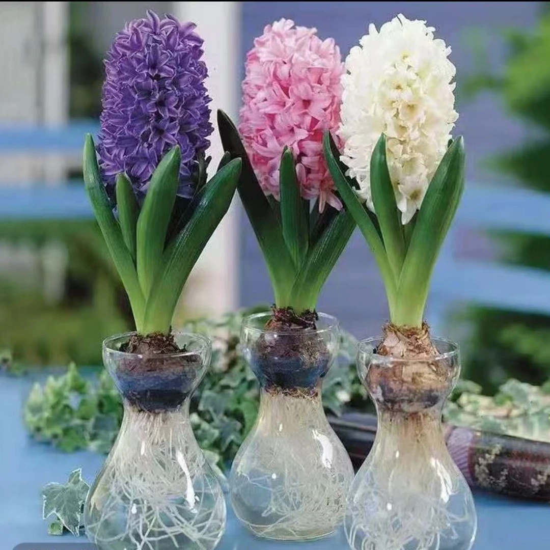 进口风信子种球室内盆栽水培土培花卉植物
