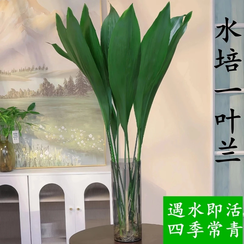 水培一叶兰绿植室内盆栽四季常青客厅网红水培植物好养活懒人黄金