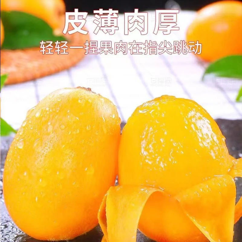 云南蒙自枇杷新鲜水果包邮红河芷村高山枇杷当季枇杷果琵琶果整箱