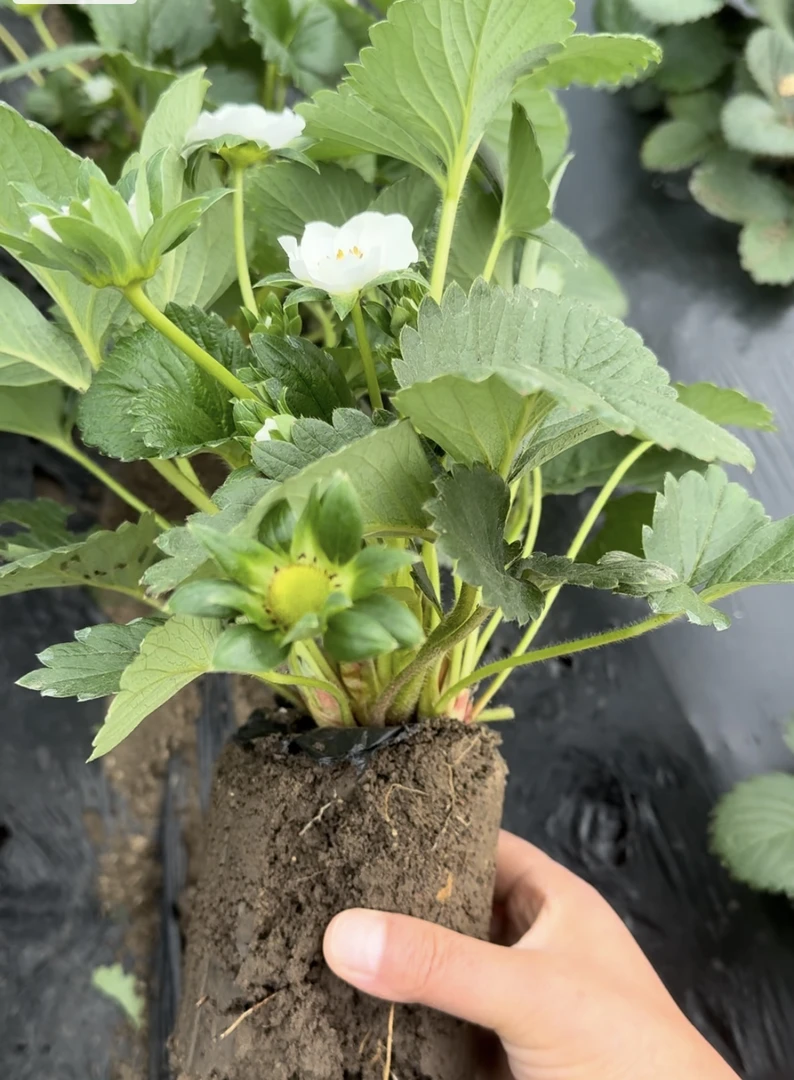 带花带果奶油草莓秧苗盆栽四季草莓苗南方北方种植原图带盆栽好