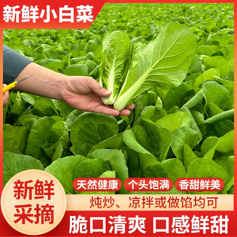 2种4.7斤新鲜蔬菜组合上海青小白菜油麦菜菠菜农家小青叶菜火锅菜