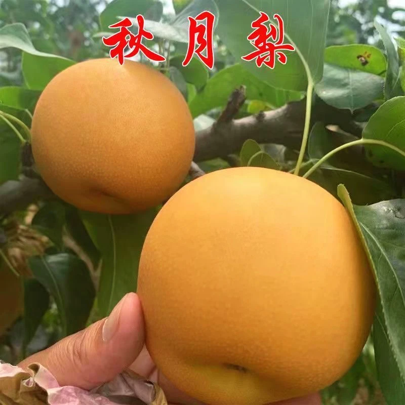 【原土一颗装】现挖现发嫁接梨树苗特大耐寒秋月梨南北方种植
