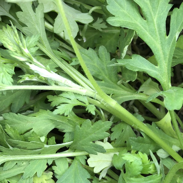客家新鲜微苦食用艾草艾叶（无黄叶/无杂草/无老梗/不打水） 250g起